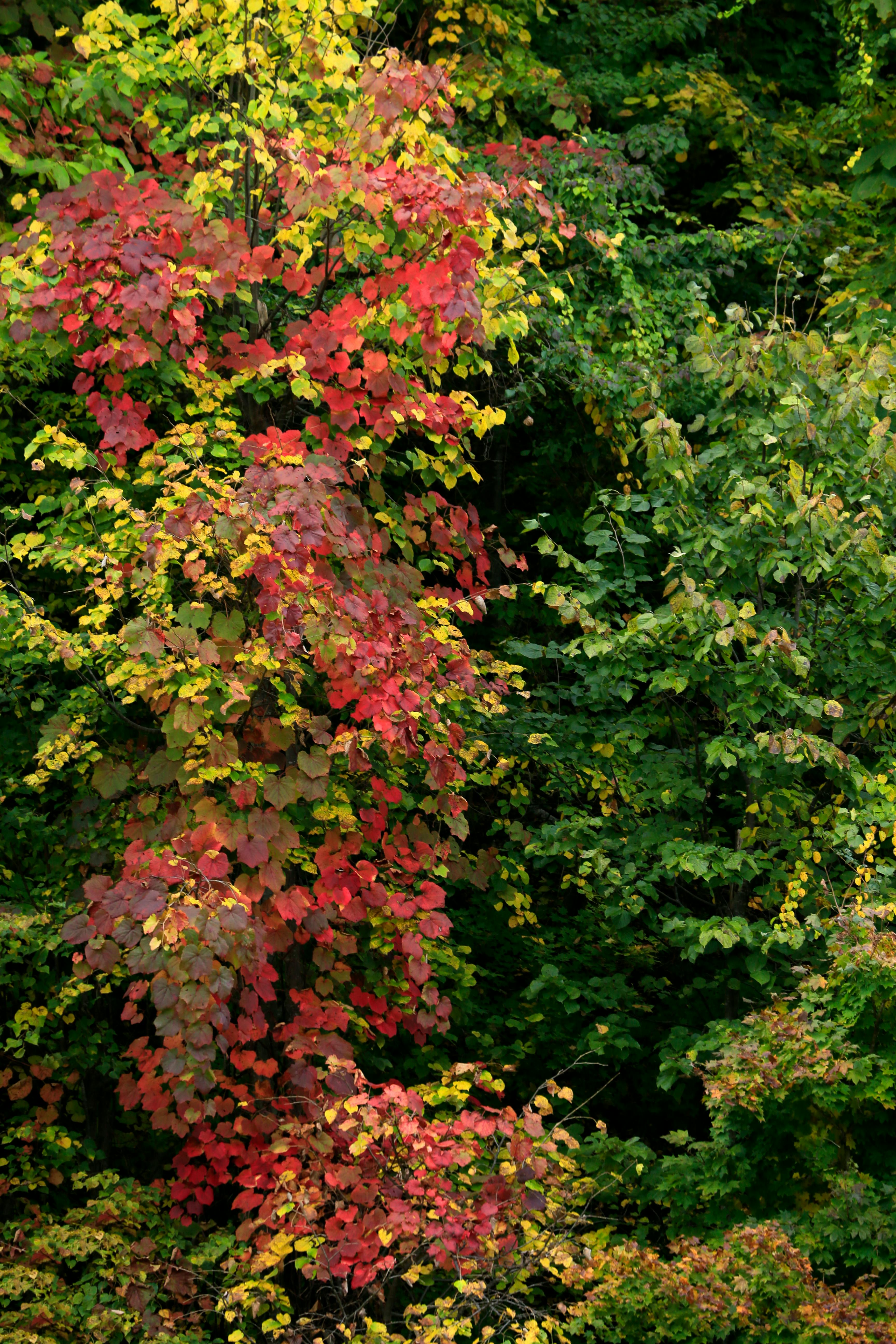 無料 緑豊かな葉に囲まれた色鮮やかな紅葉の美しいディスプレイ。 写真素材