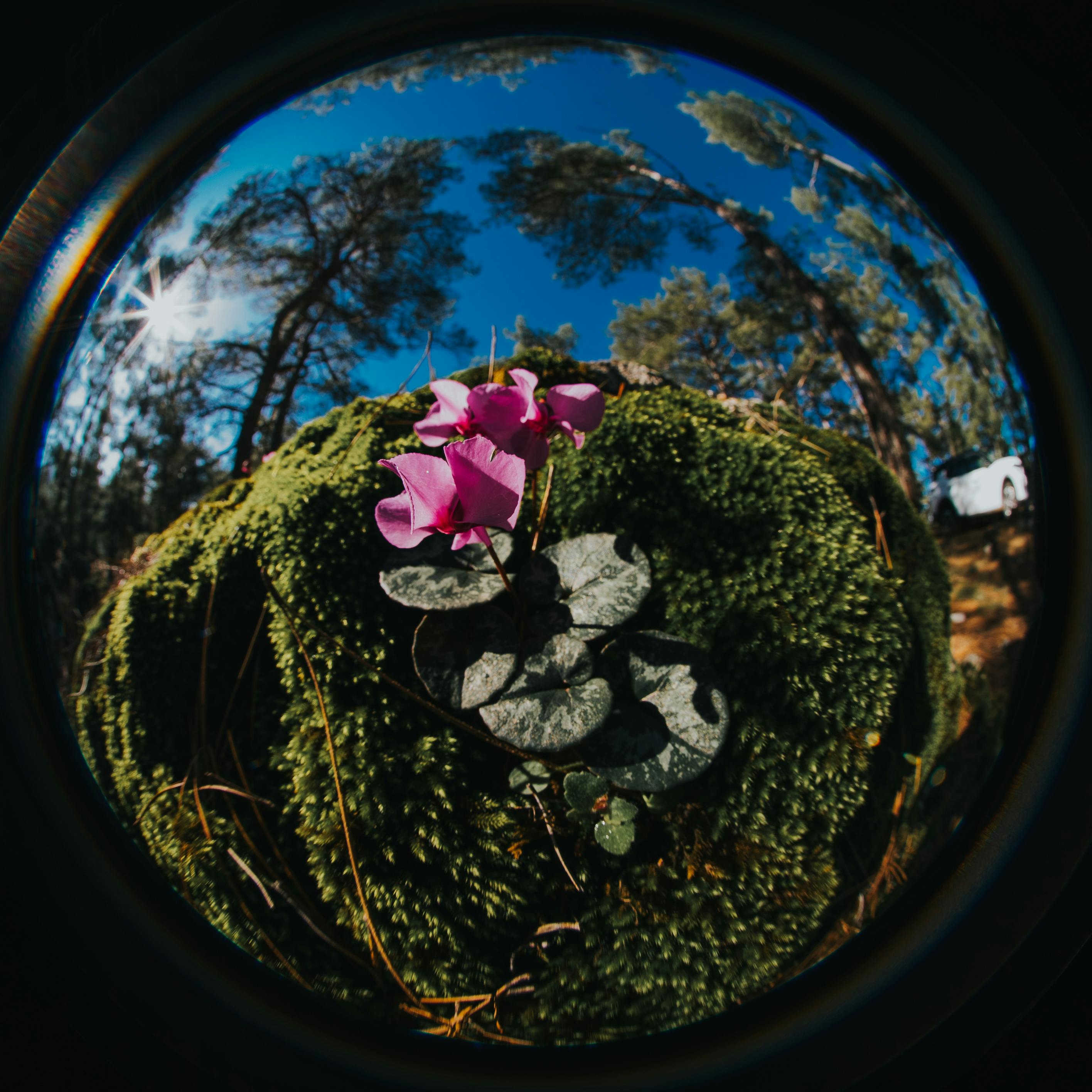Fisheye photograph of a pink cyclamen flower surrounded by lush green moss in a sunlit forest.