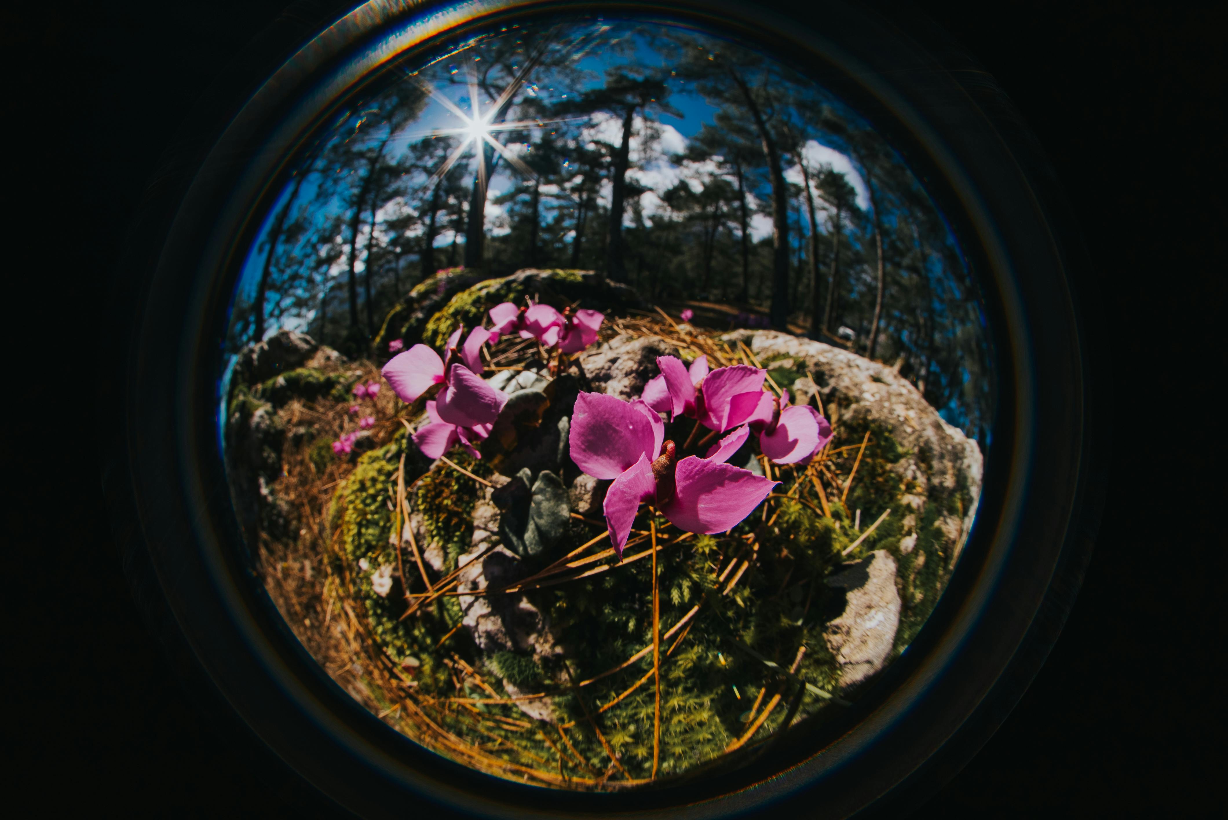 Unique fisheye perspective capturing vibrant pink cyclamen flowers in a natural forest landscape.