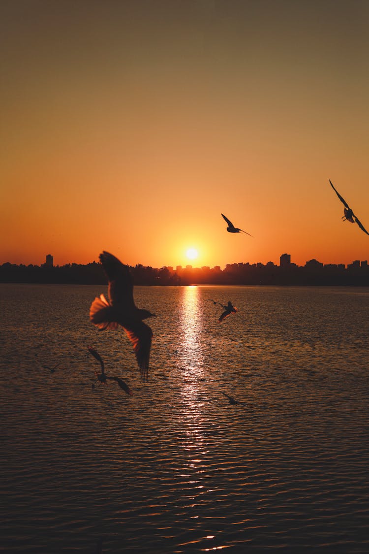 Seagulls Flying Over Calm Sea In Sunset