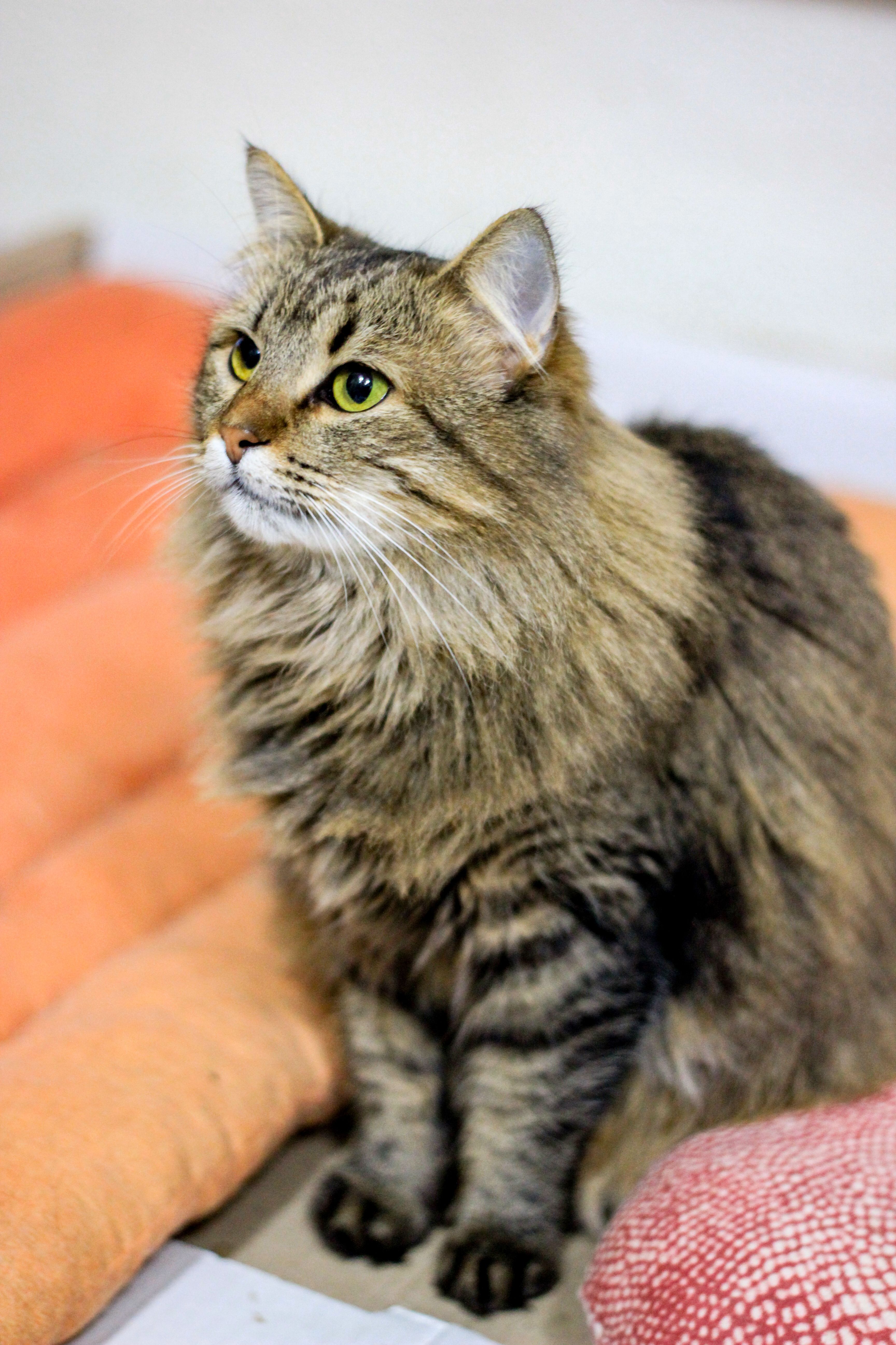 Cozy indoor portrait of a fluffy long-haired tabby cat with green eyes sitting on a soft surface.