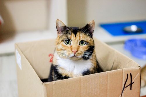 Free Charming calico cat sitting in a cardboard box, indoors, with a curious expression. Stock Photo