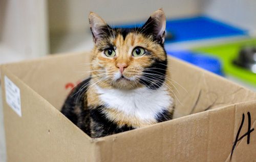 Free Cute calico cat comfortably nestled inside a cardboard box indoors. Stock Photo