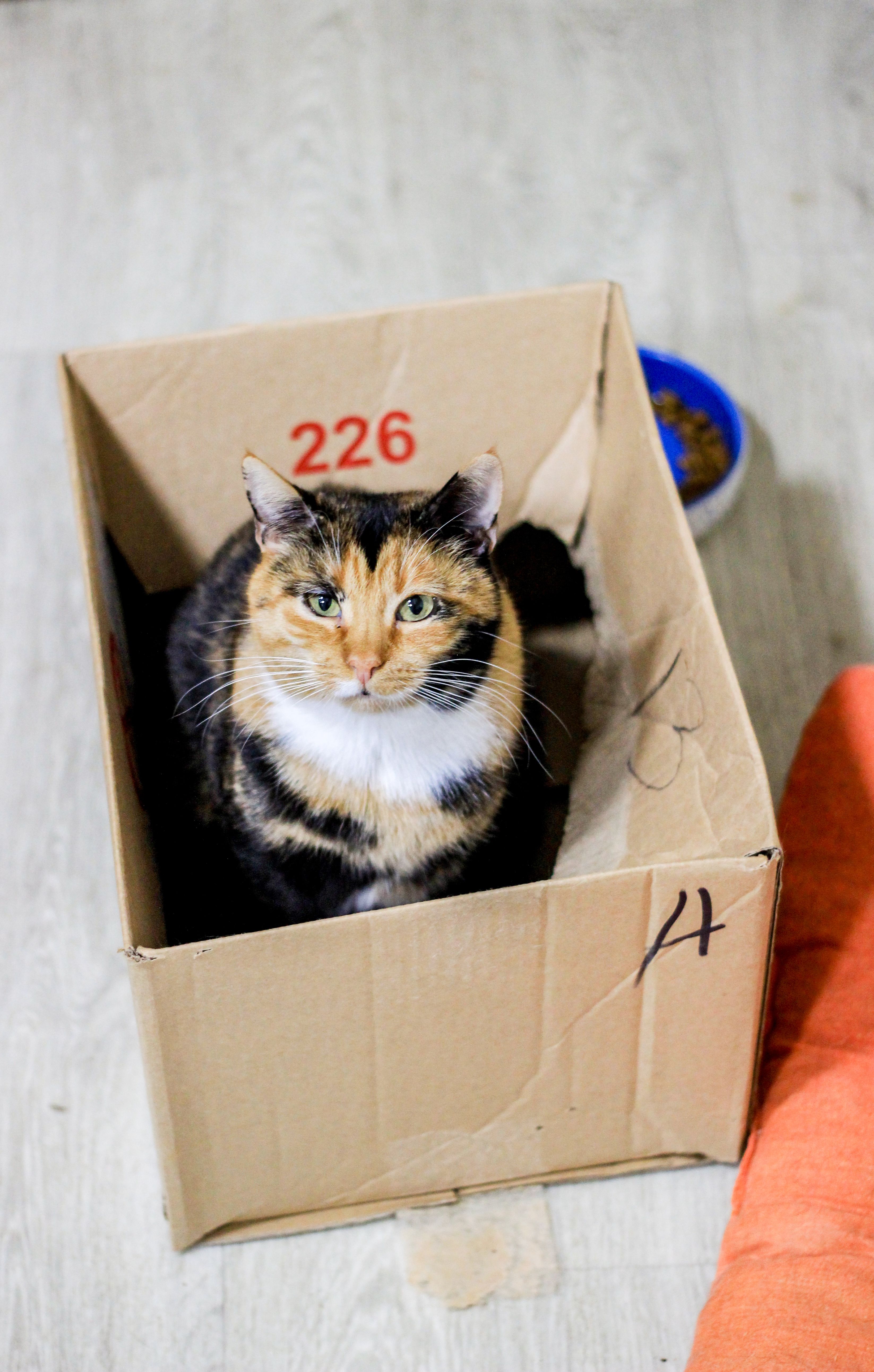 cat litter box and food bowl setup