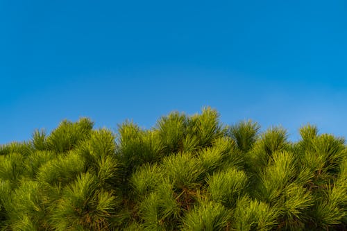 Безкоштовне стокове фото на тему «блакитне небо, Ботанічний, зелений»