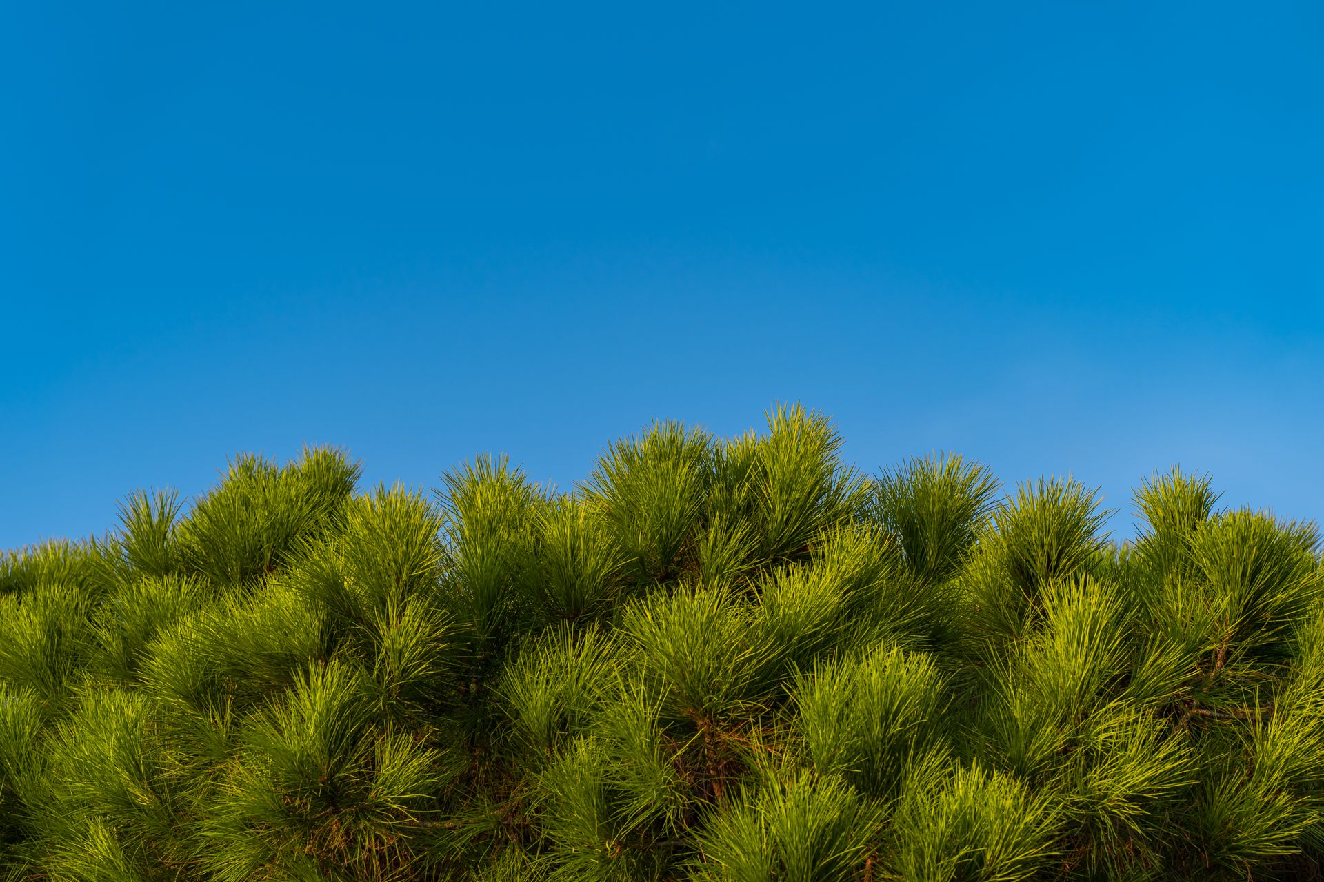 Lush green pine tree tops beneath a clear blue sky on a sunny day in Thessaloniki, Greece.