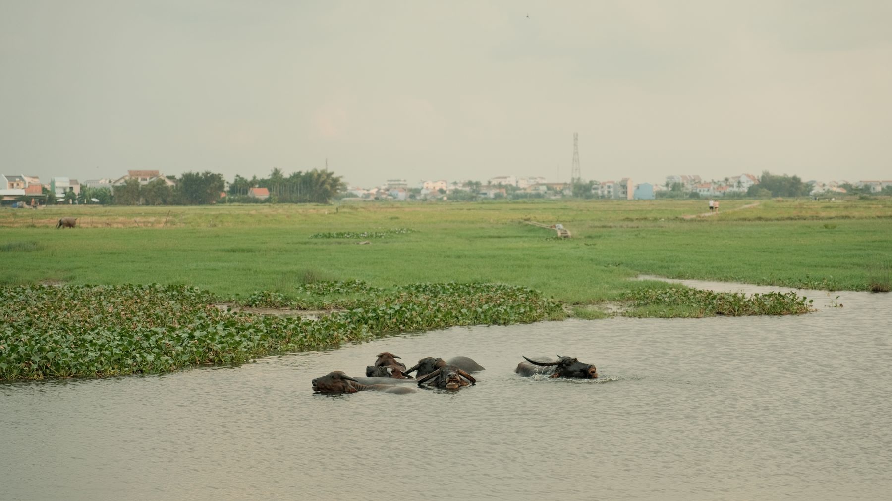 Serene scene of water buffaloes in a flooded field near Hội An, Vietnam.