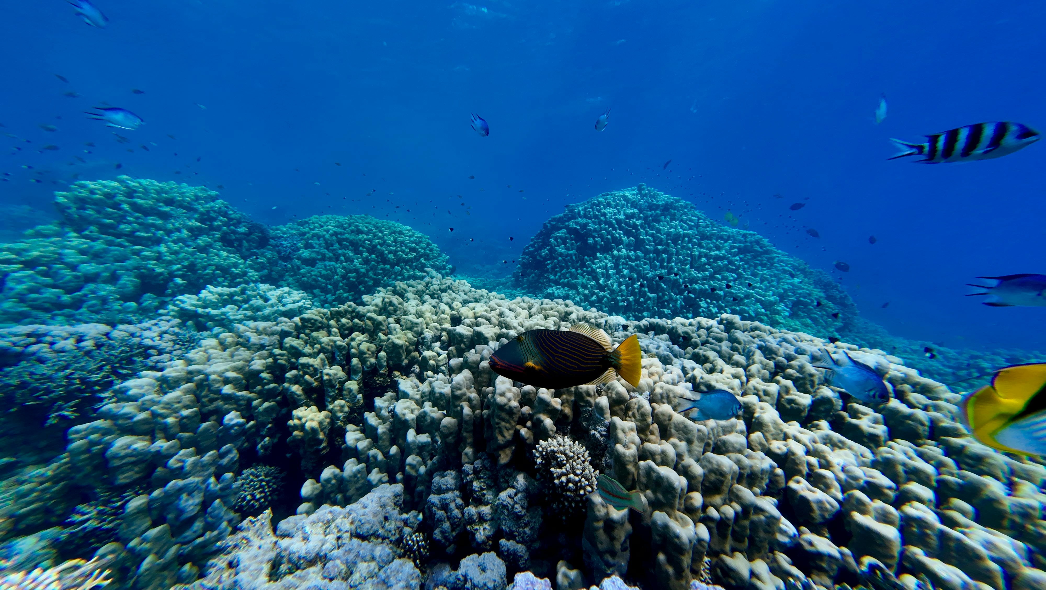 Récif de corail coloré avec une multitude de poissons tropicaux lors d'une plongée
