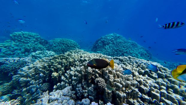 Explore a vibrant coral reef teeming with colorful tropical fish in crystal-clear ocean waters.