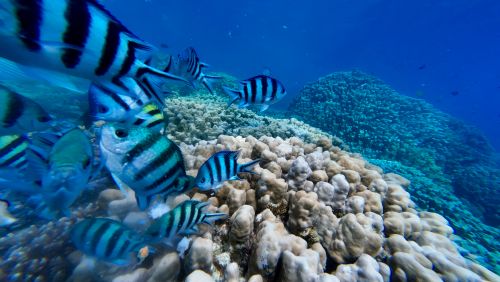 Free Underwater scene featuring a vibrant coral reef with tropical fish swimming in clear blue water. Stock Photo