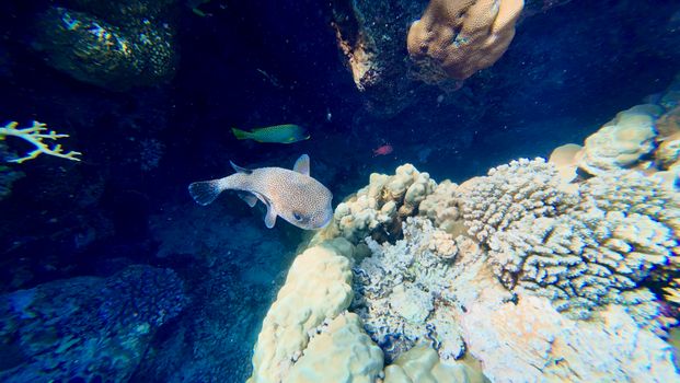 A detailed underwater shot of a pufferfish swimming among colorful corals in a vibrant reef.