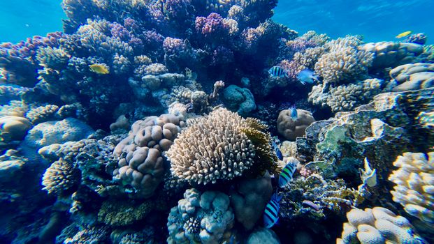 Explore a colorful coral reef teeming with marine life and vibrant fish.