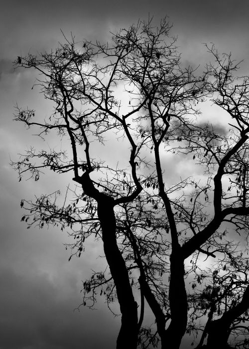Free A striking black and white silhouette of barren trees with a dramatic cloudy backdrop. Stock Photo
