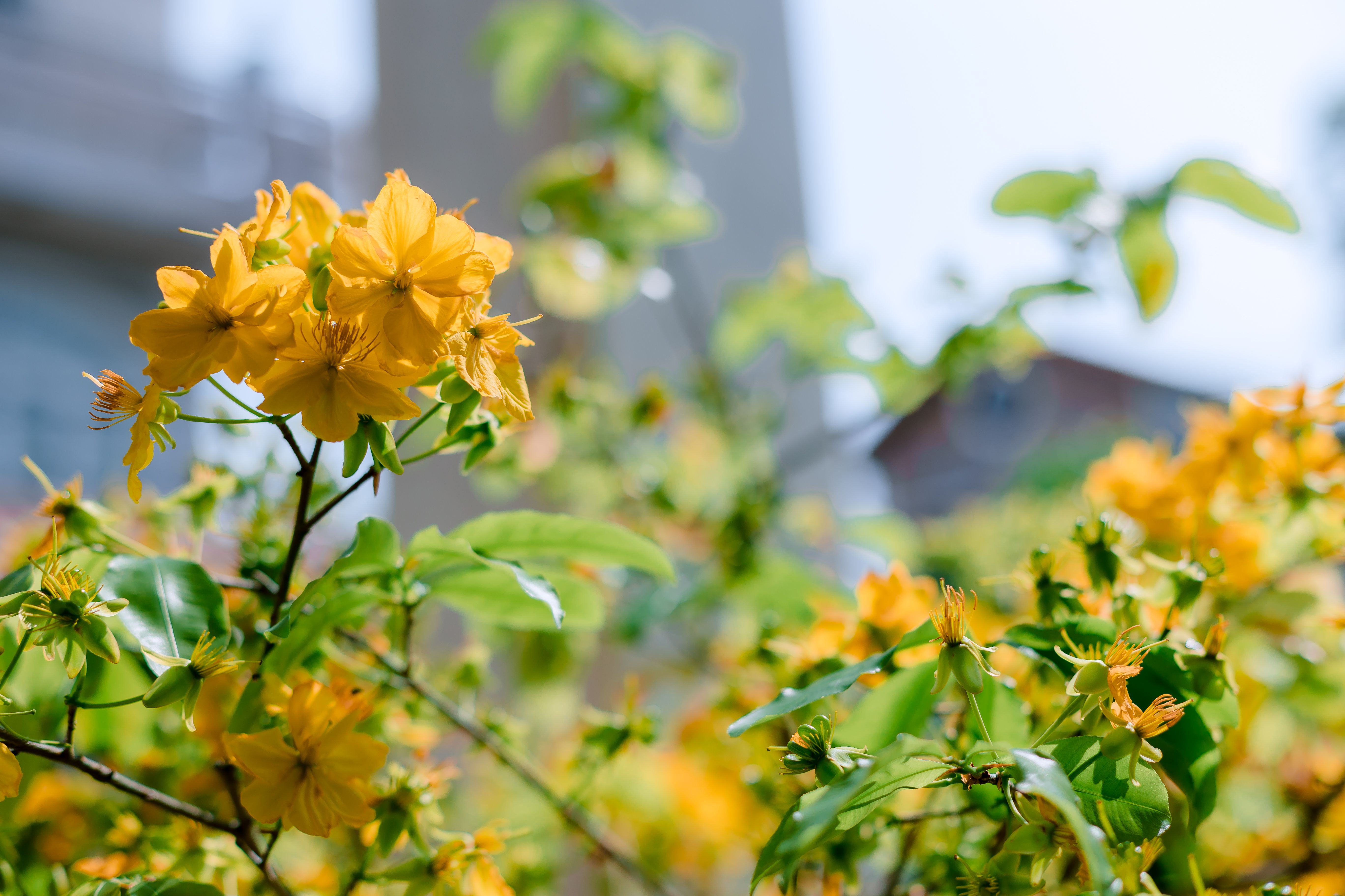Vibrant Yellow Flowers in Springtime Garden · Free Stock Photo