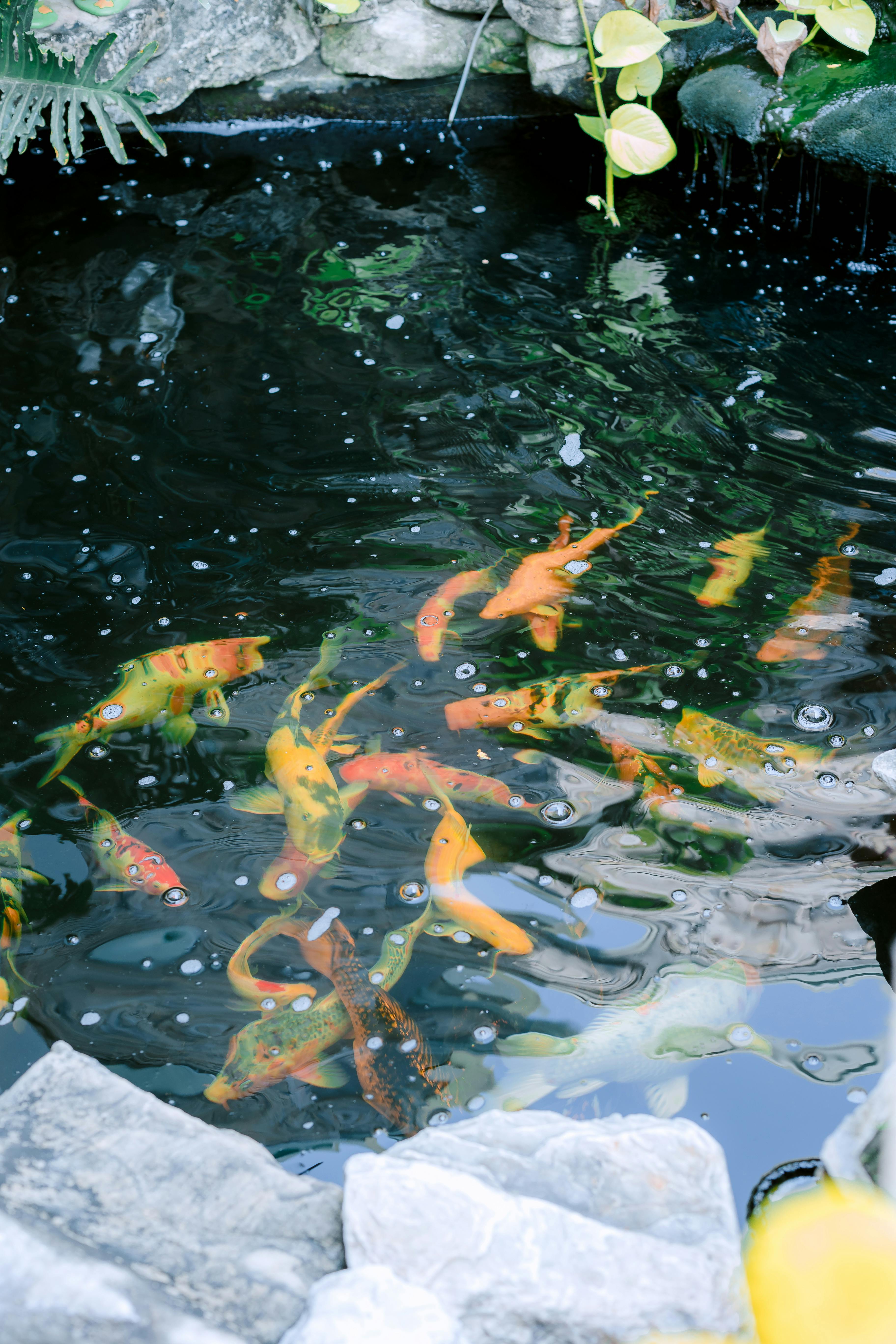 Vibrant koi fish swim gracefully in a serene garden pond with natural stones.