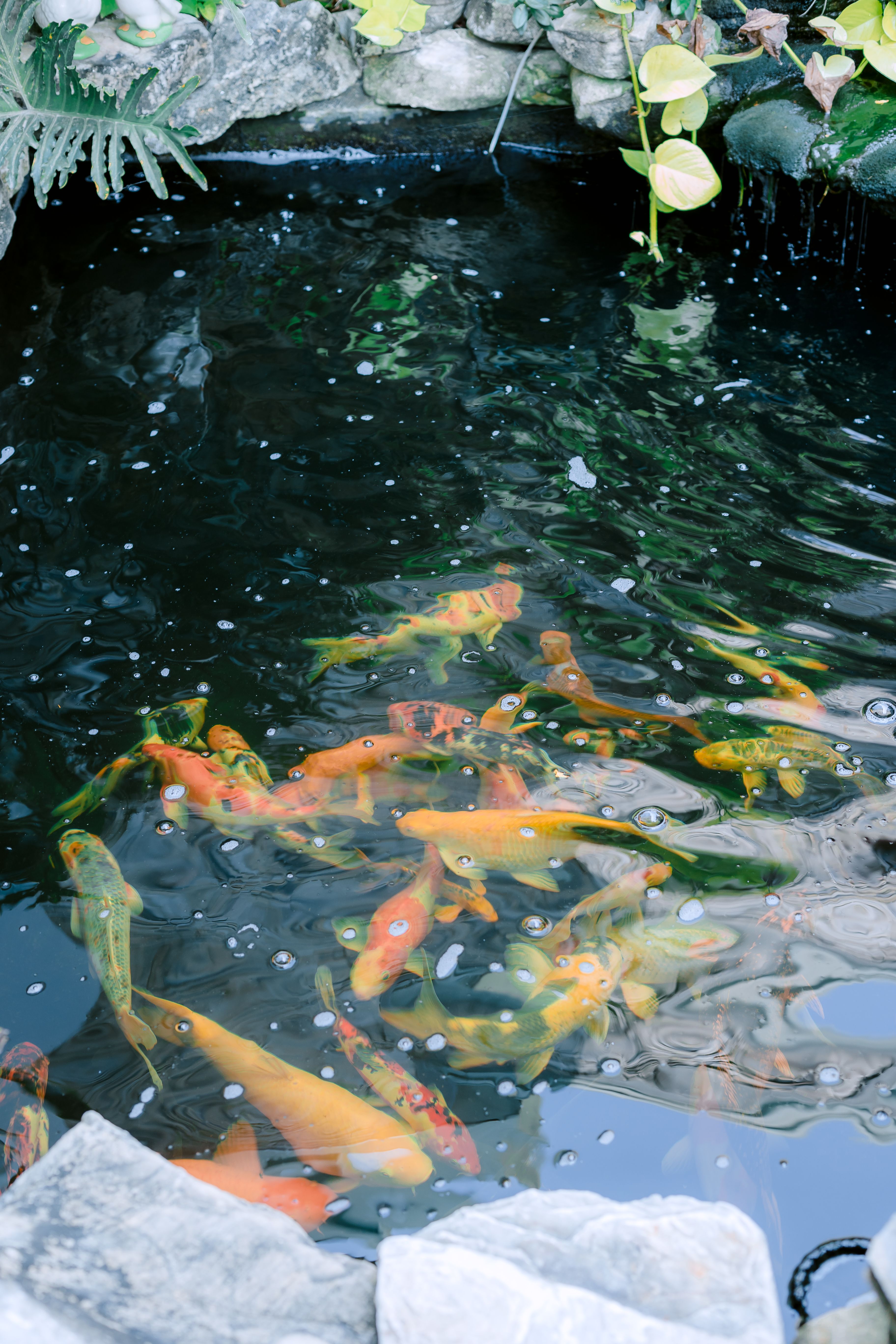 Vibrant koi fish swimming gracefully in a tranquil garden pond, surrounded by luscious greenery.