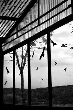 Silhouettes of birds and raindrops seen through a glass window in monochrome.