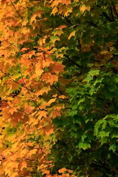 Colorful transition of maple leaves from green to orange in autumn.