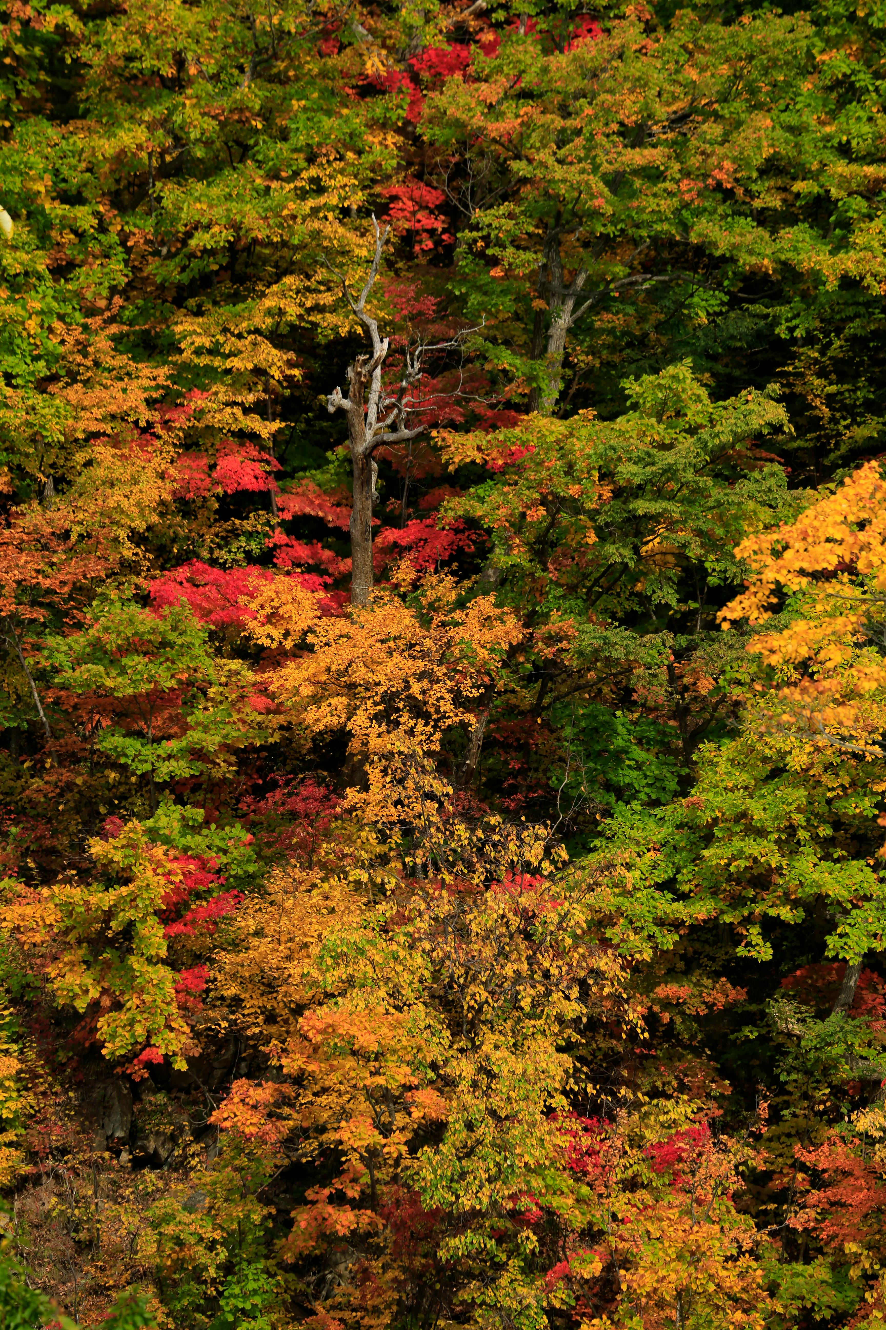 無料 深い森の中に赤、オレンジ、黄色の葉が織りなす色鮮やかな紅葉。 写真素材