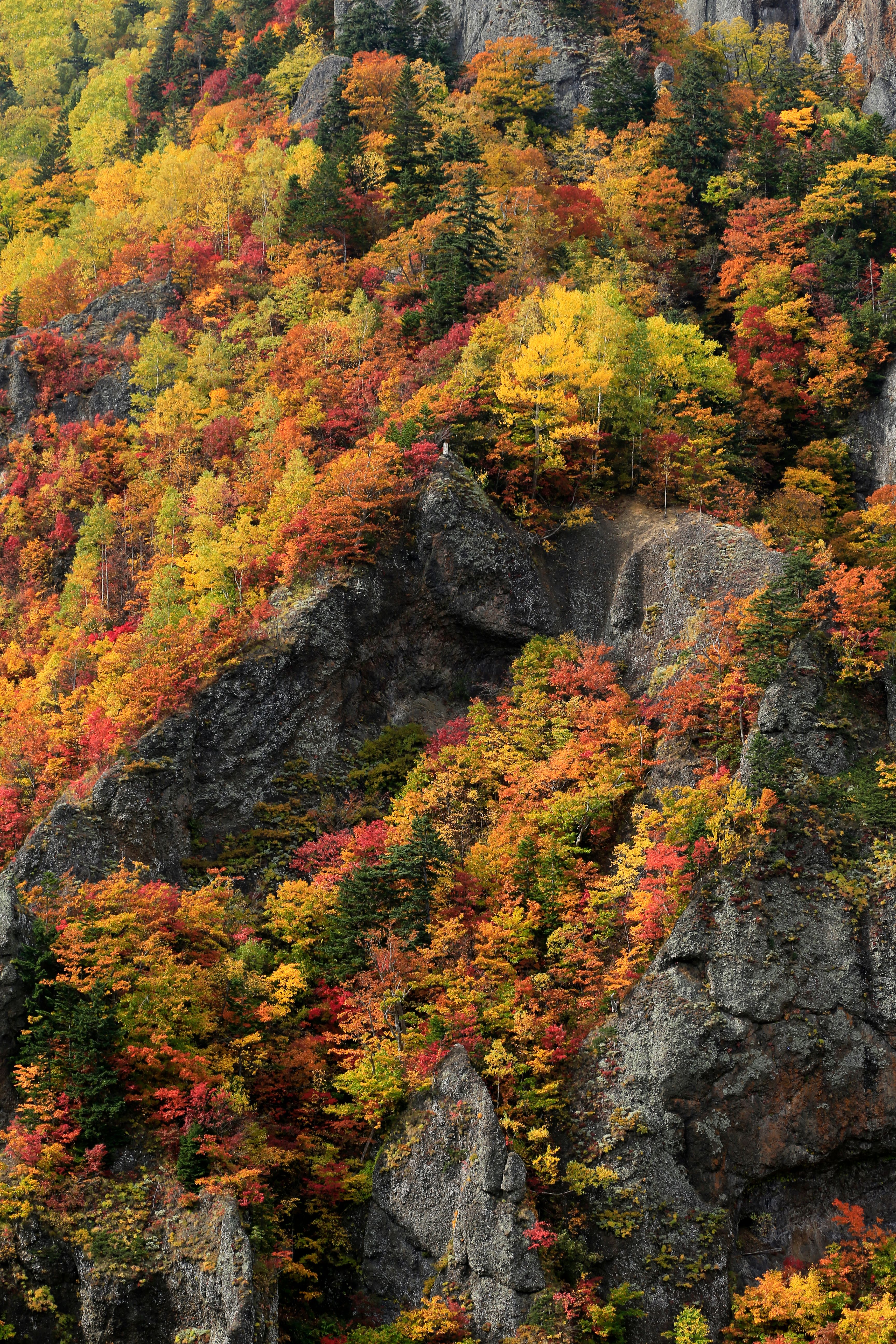 Blossoming Trees on A Rigde Top · Free Stock Photo