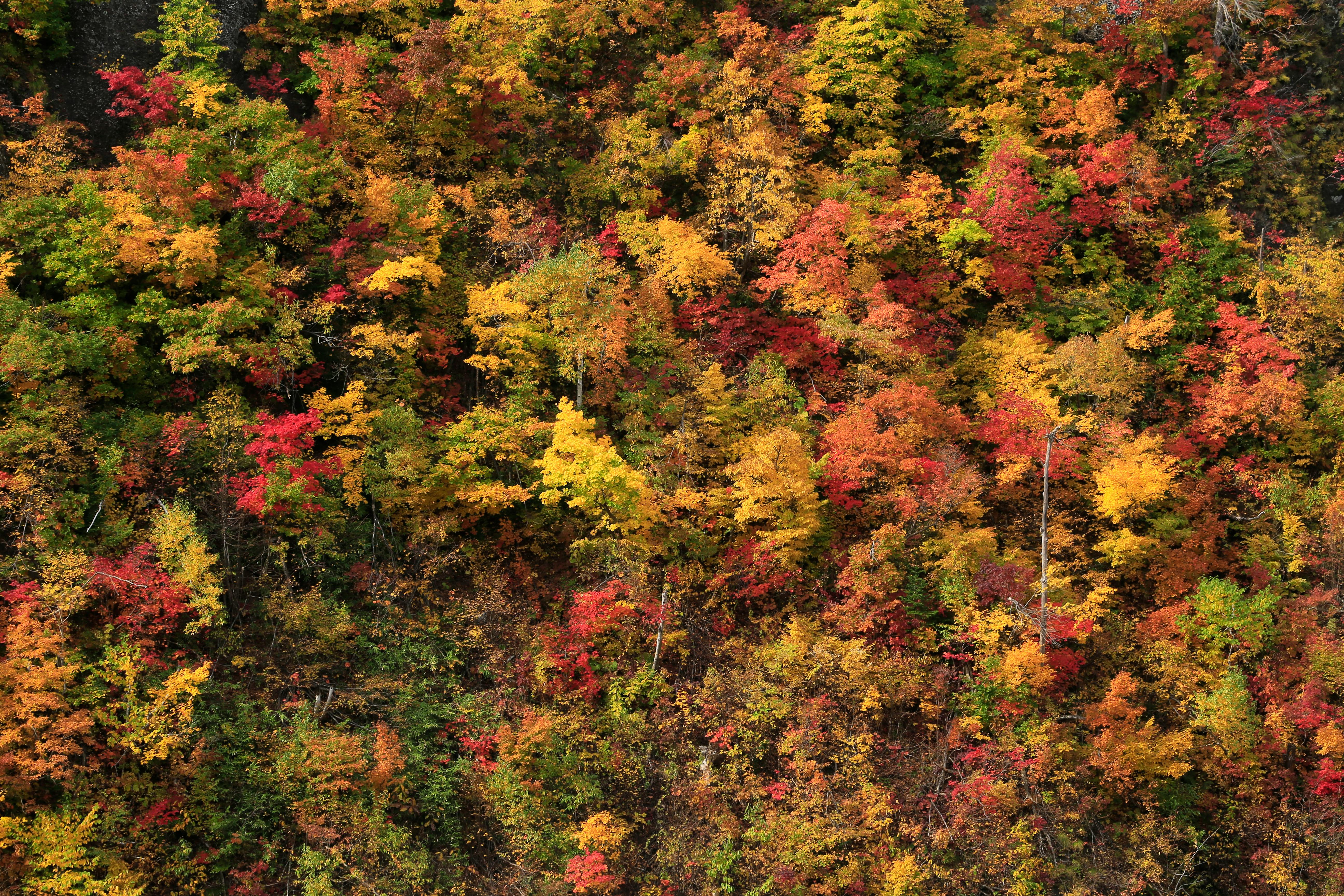 Gratis Impresionante fotografía aérea que captura los vivos colores del otoño en un bosque denso. Foto de stock