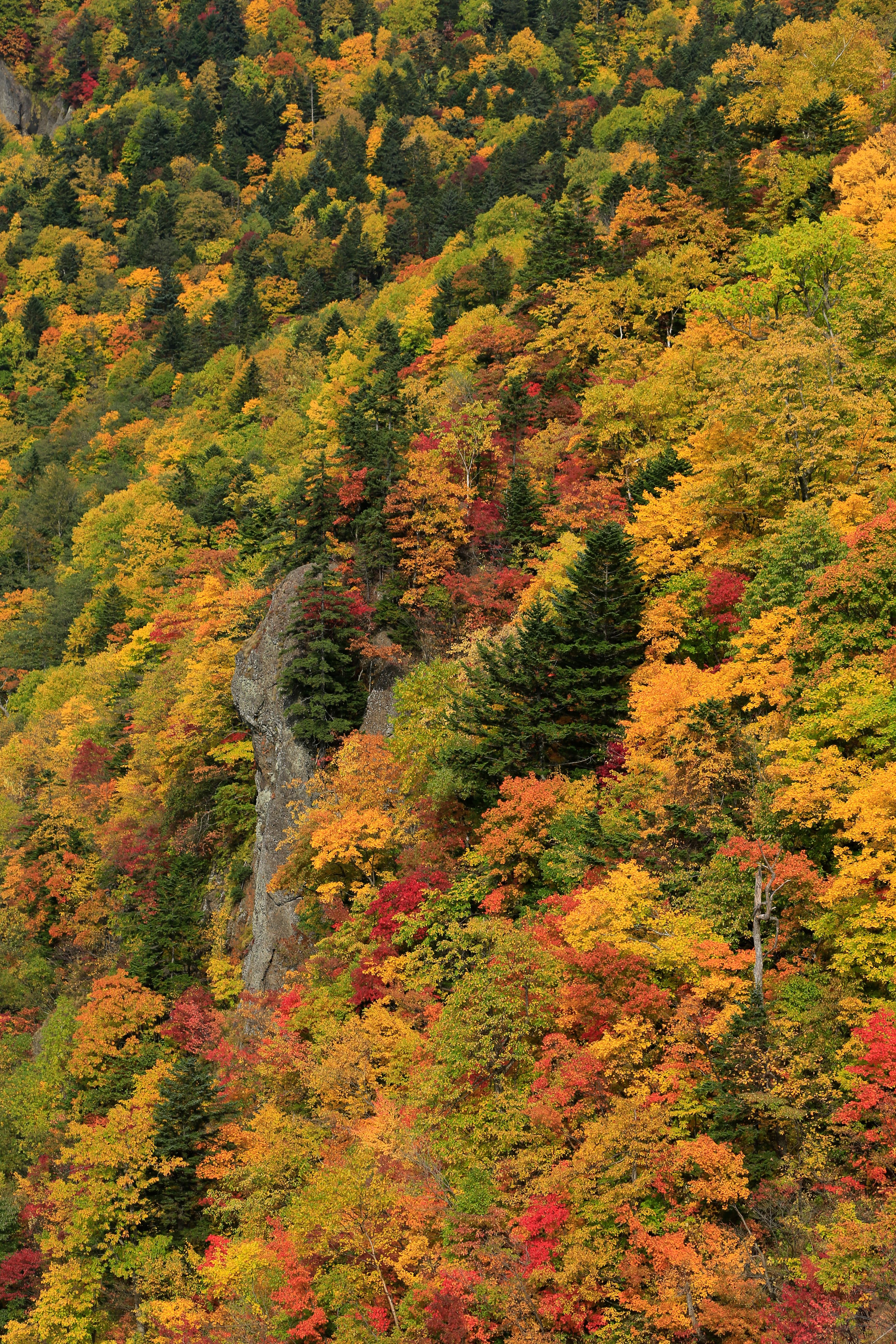 Blossoming Trees on A Rigde Top · Free Stock Photo
