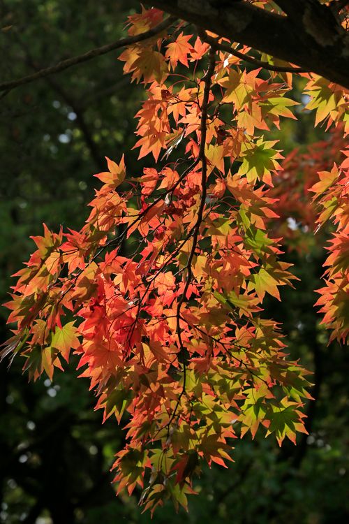 Free Colorful autumn leaves illuminated by sunlight, showcasing vibrant fall shades. Stock Photo