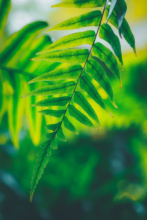 Free Close-up of a vibrant green fern leaf with a blurred natural green background. Stock Photo