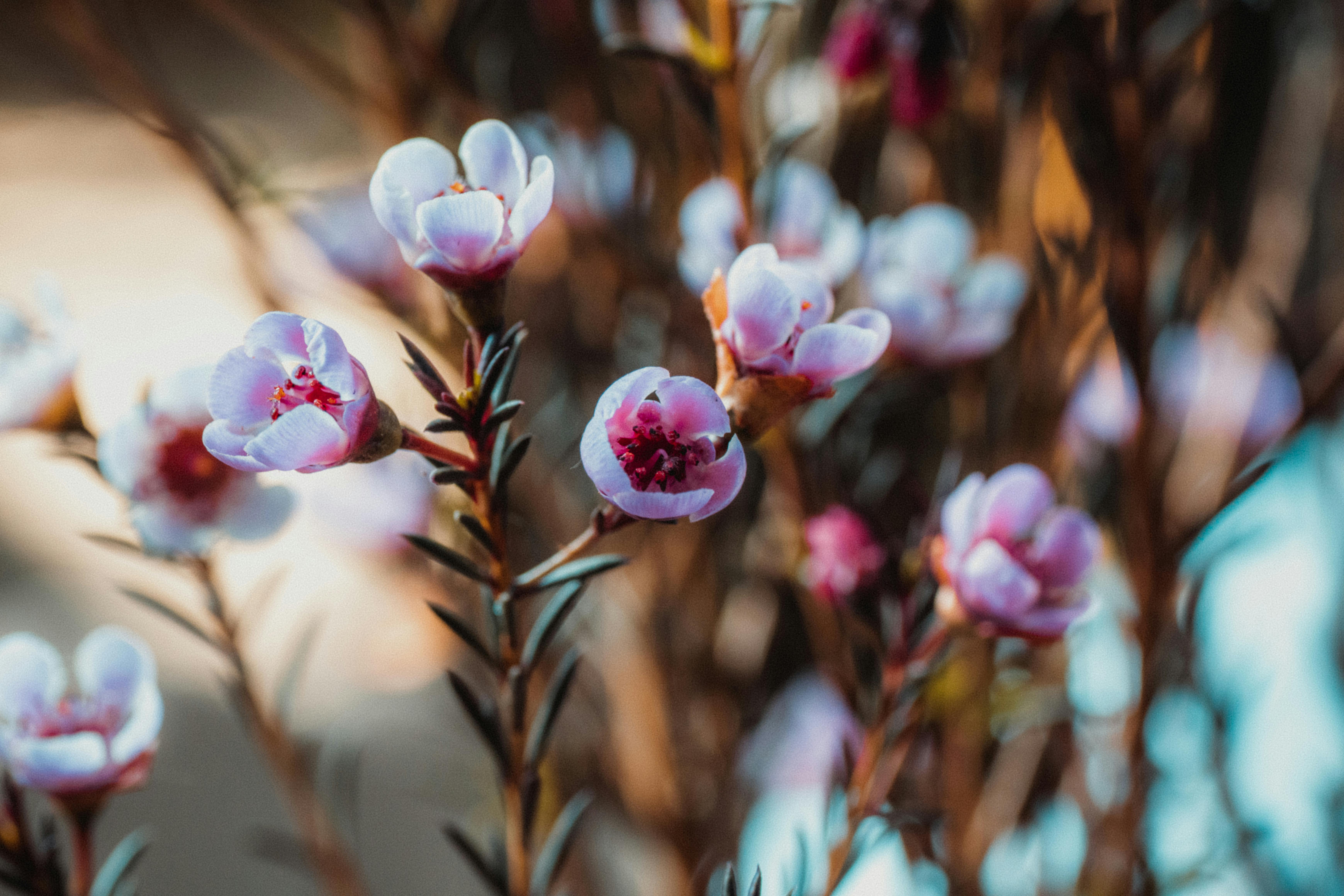 [ColoSach]-vibrant-close-up-of-delicate-pink-flowers-blooming-in-spring-with-a-soft-focus-background.