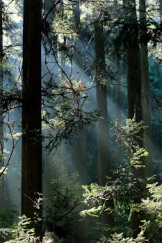 Magical sunlight beams illuminate the serene forest, creating a tranquil and mystical atmosphere.