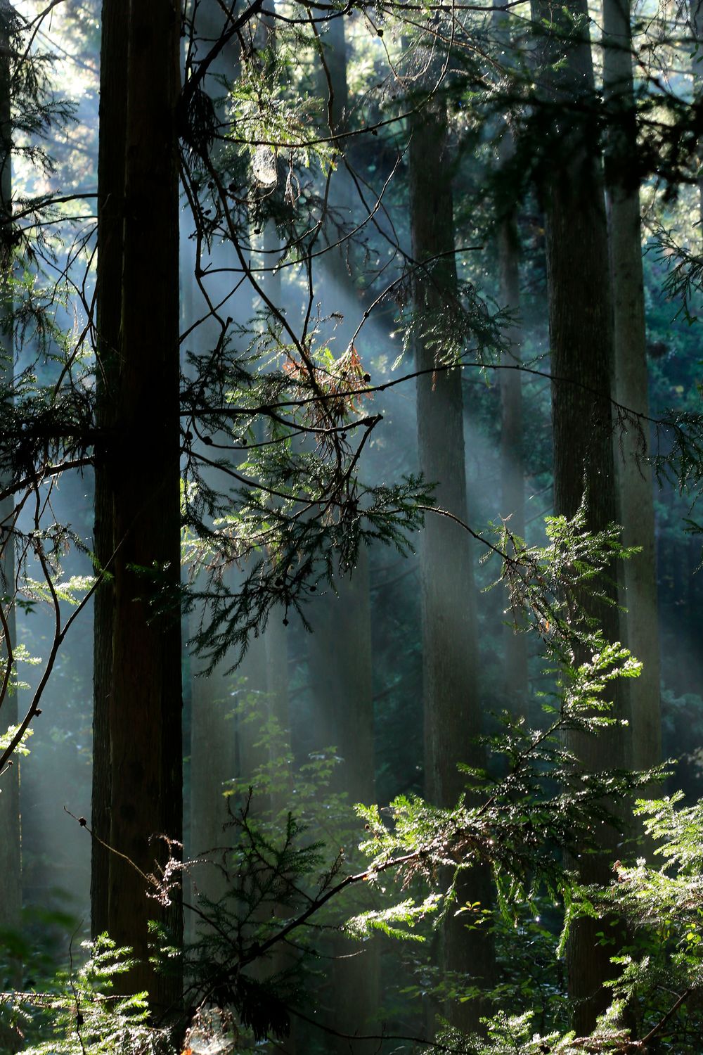 Sunlight Filtering Through Forest Canopy · Free Stock Photo