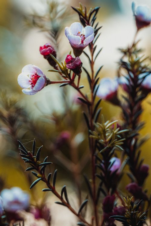 Free Vibrant close-up of wildflowers with delicate petals and buds in natural sunlight. Stock Photo