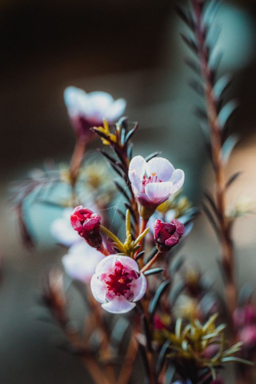 Free Beautiful close-up image of pink and red flowers in bloom, showcasing intricate details and vibrant colors. Stock Photo