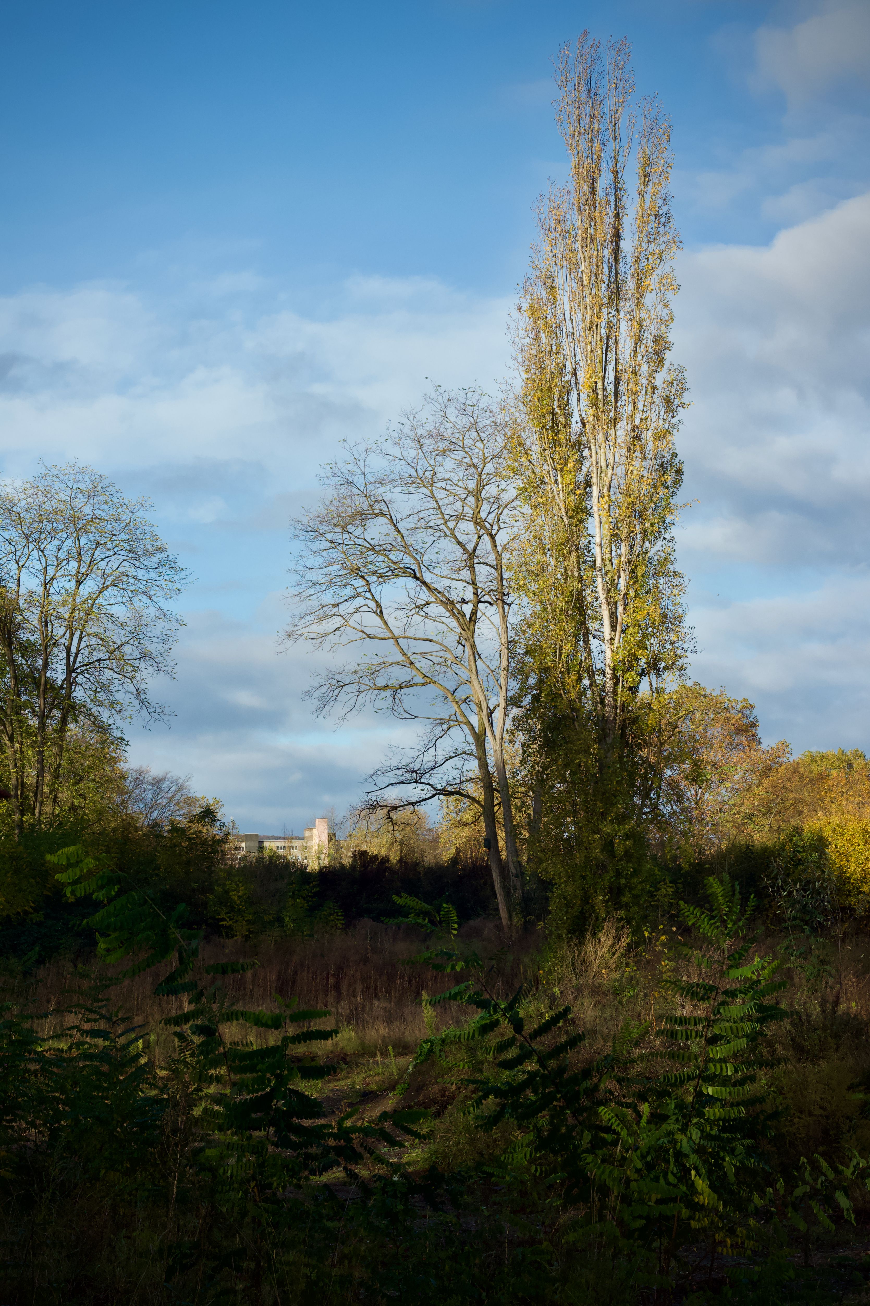 Serene Autumn Landscape with Tall Trees · Free Stock Photo