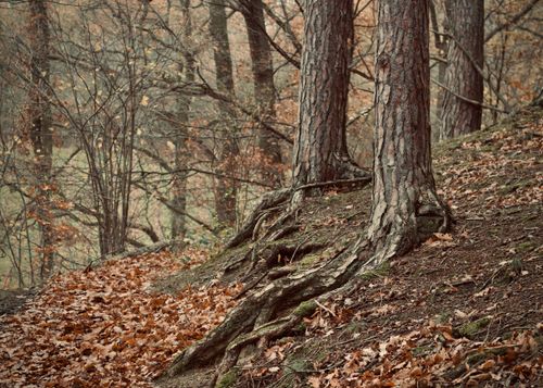 Free Rustic forest scene with trees and exposed roots in autumn foliage. Stock Photo