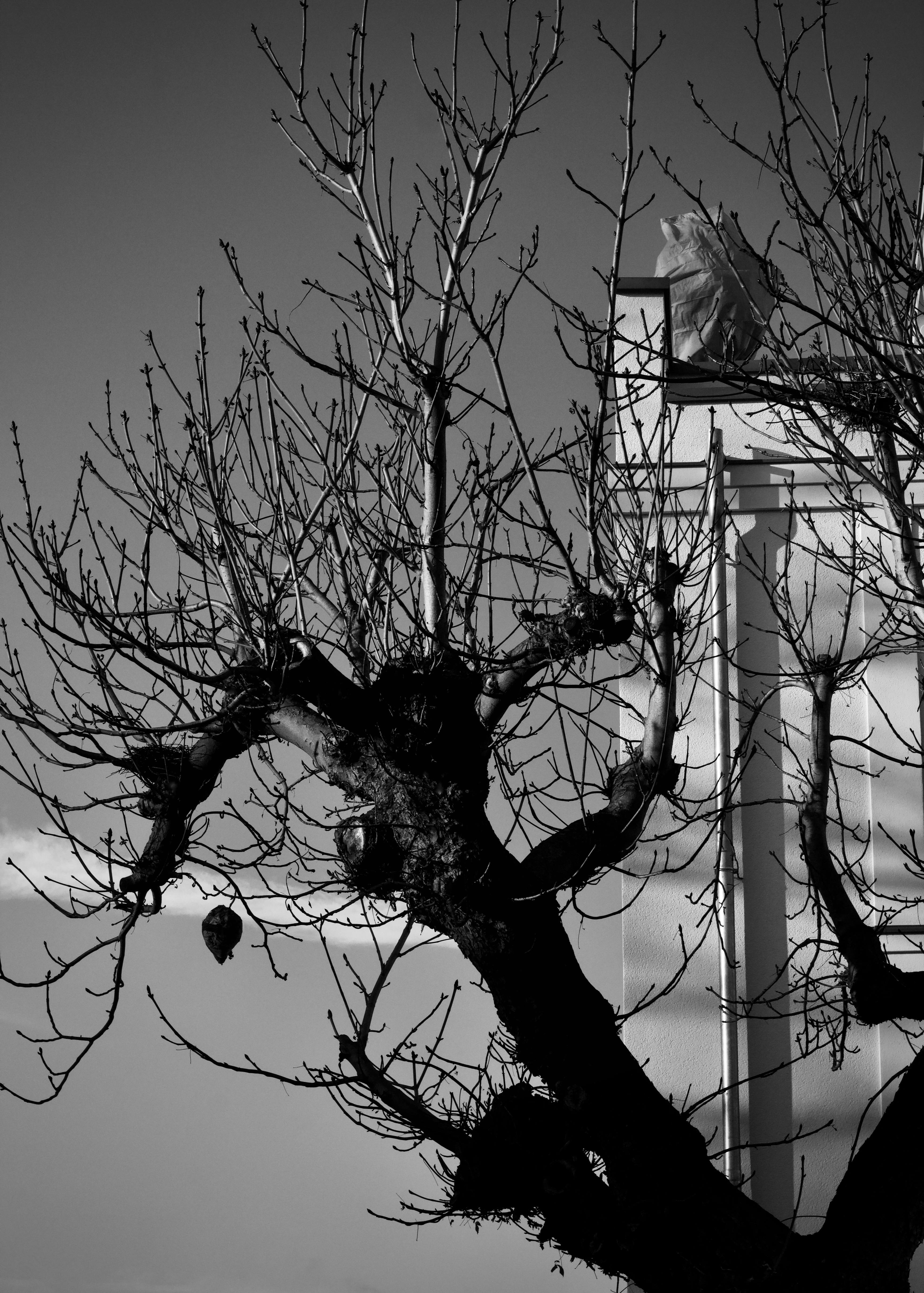 Gratis Silueta en blanco y negro de ramas de árboles desnudos contra un edificio, creando una escena dramática. Foto de stock