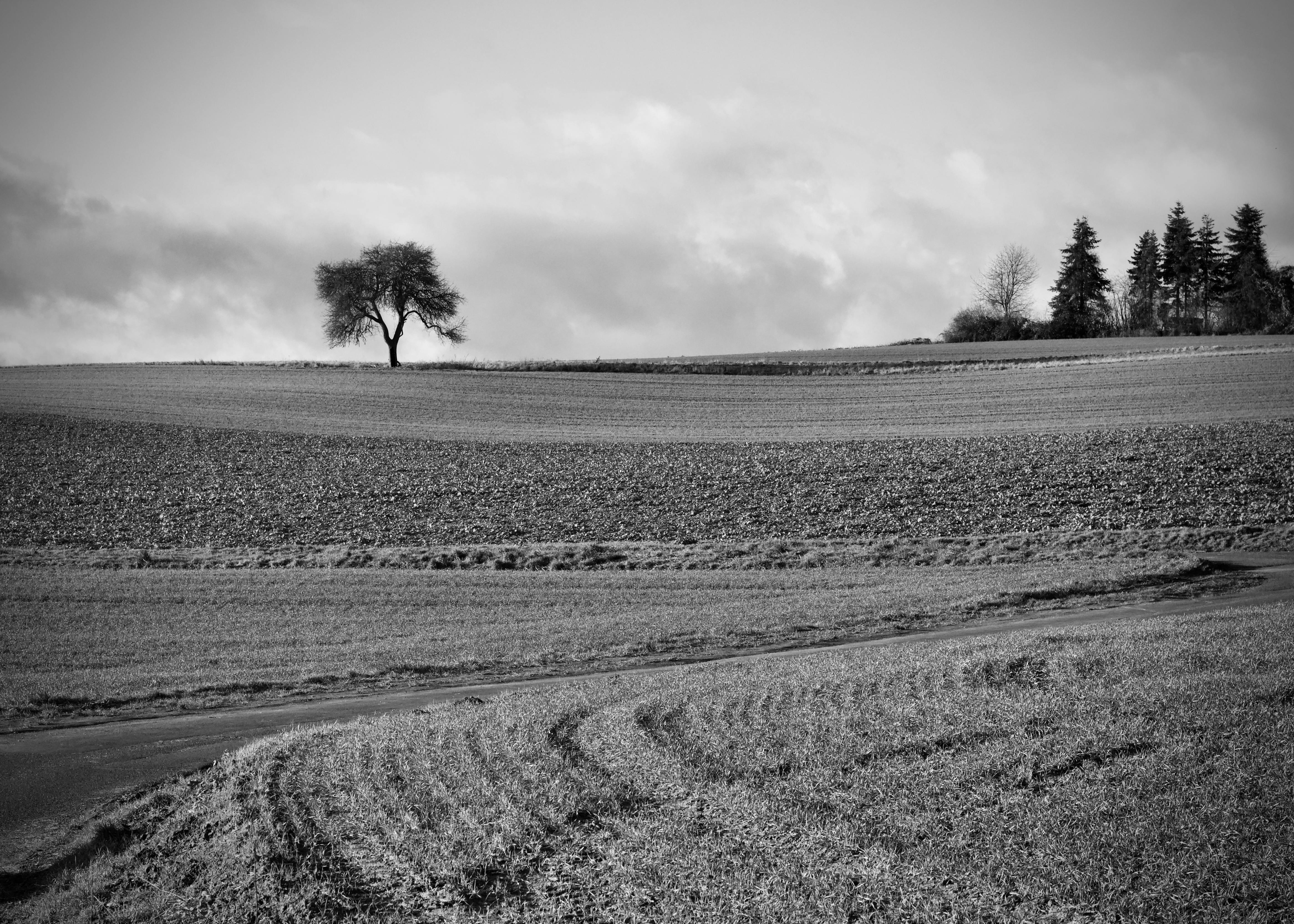 Gratis Et enslig tre står på et stort jordbruksland med fjerne trær og overskyet himmel. Arkivbilde