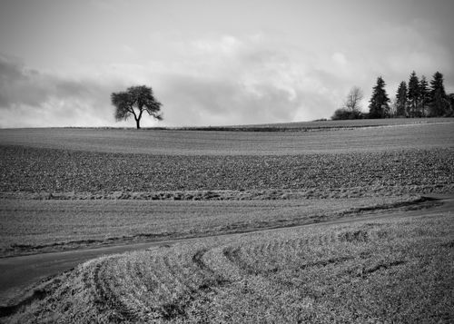 Free A solitary tree stands in a vast agricultural field with distant trees and cloudy sky. Stock Photo