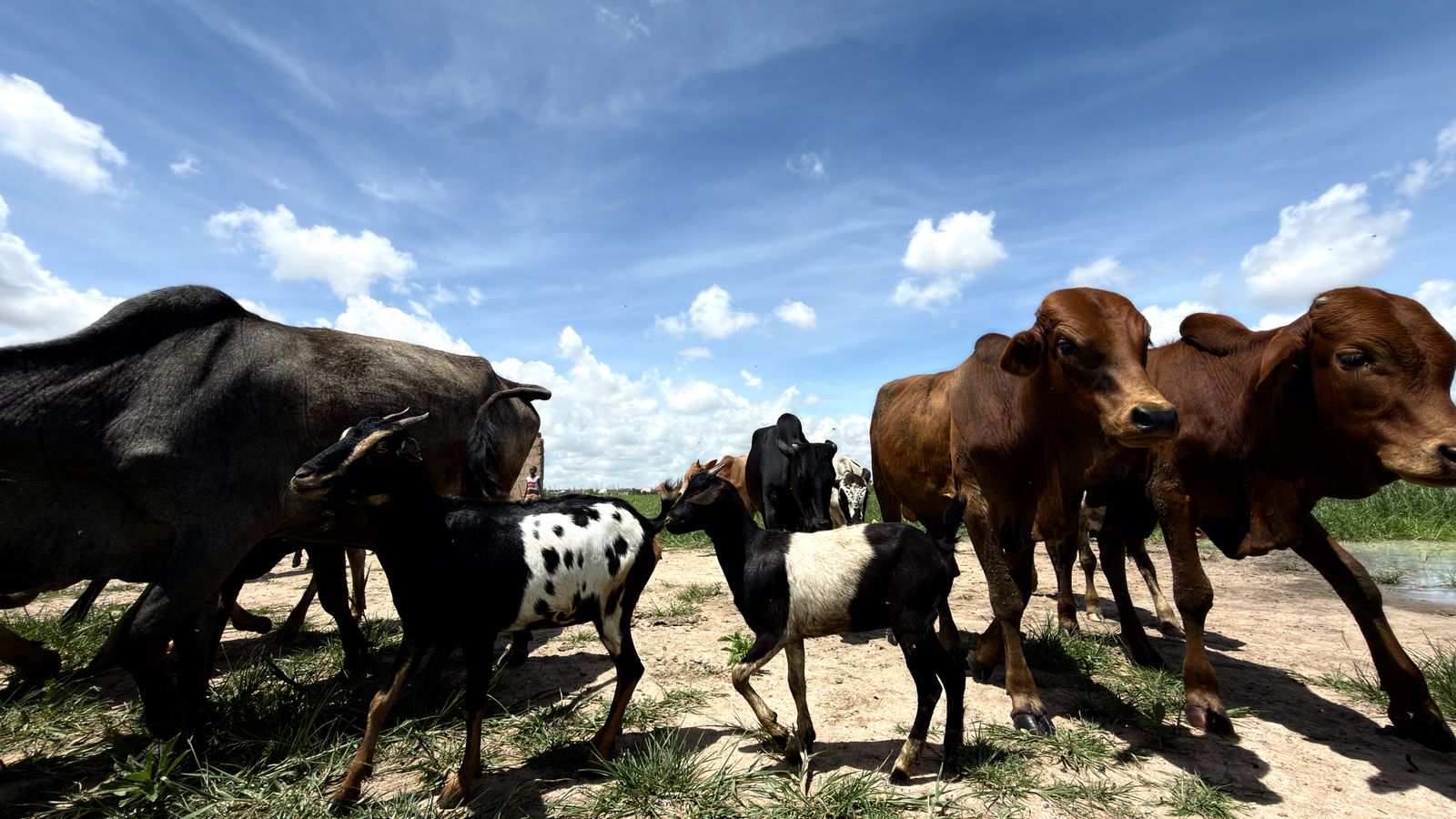 Herd of cattle and goats under a clear sky, South Sudan