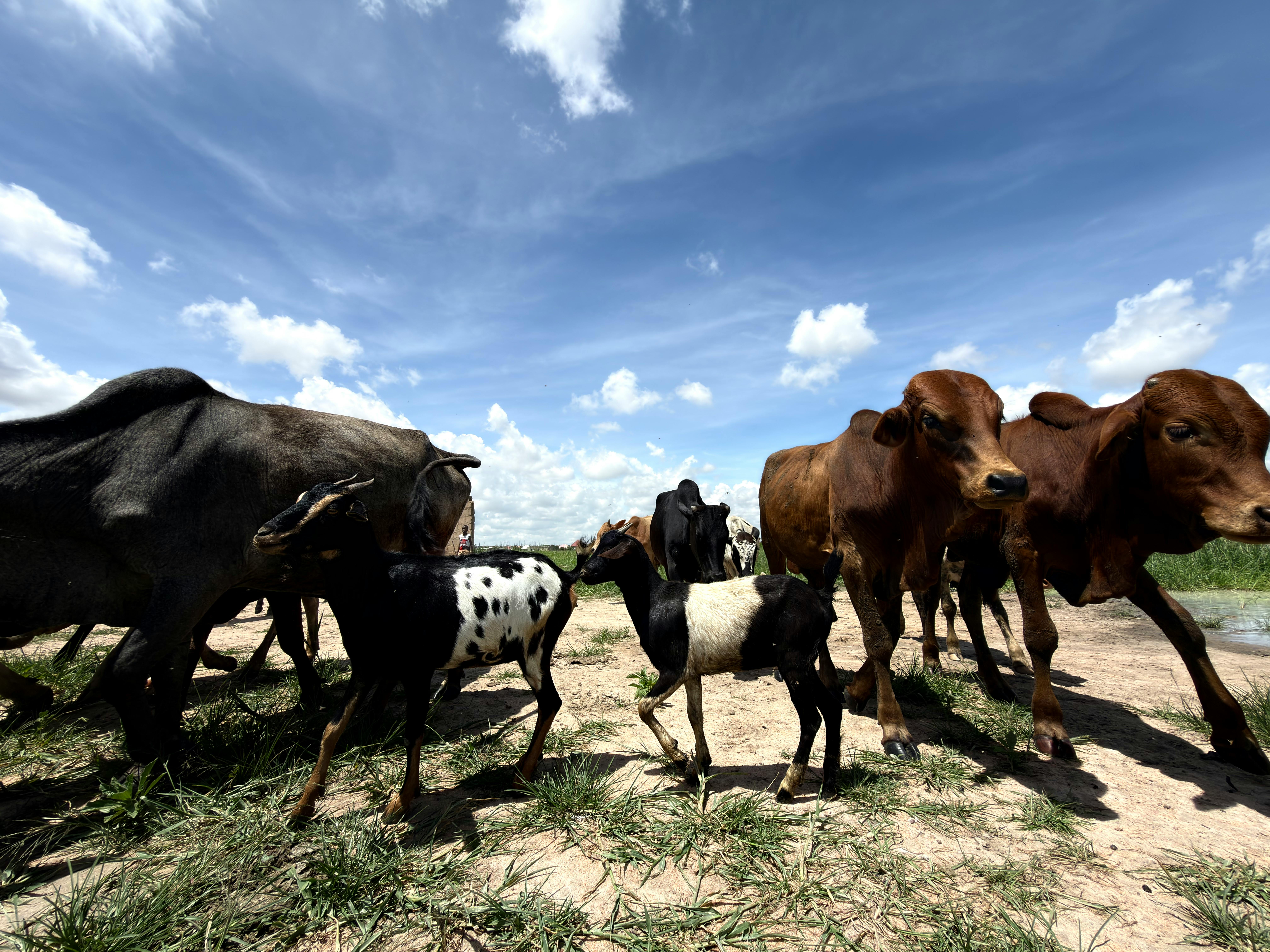 Gratis En flok kvæg og geder græsser på en solskinsdag under en klar blå himmel. Lagerfoto