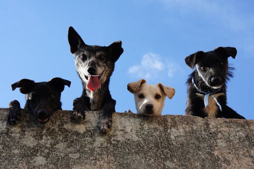 Perros De Pelo Corto Blanco Y Negro