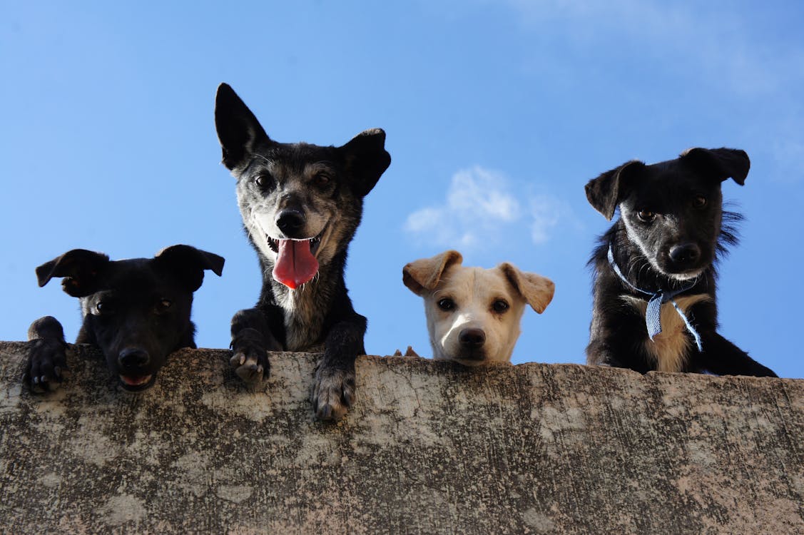 Fotos de stock gratuitas de animales, cachorros, canino