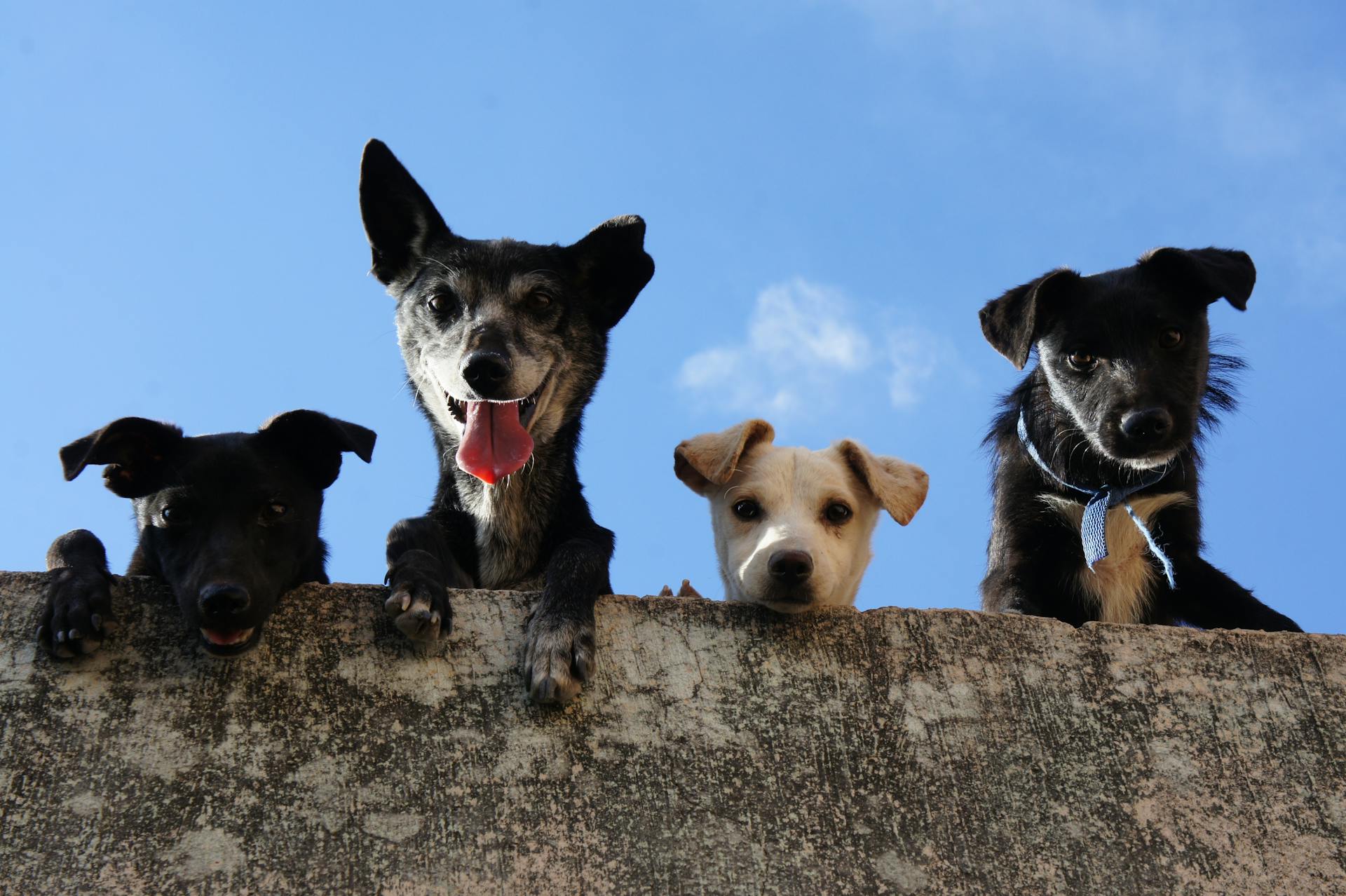 Zwarte en witte kortharige honden