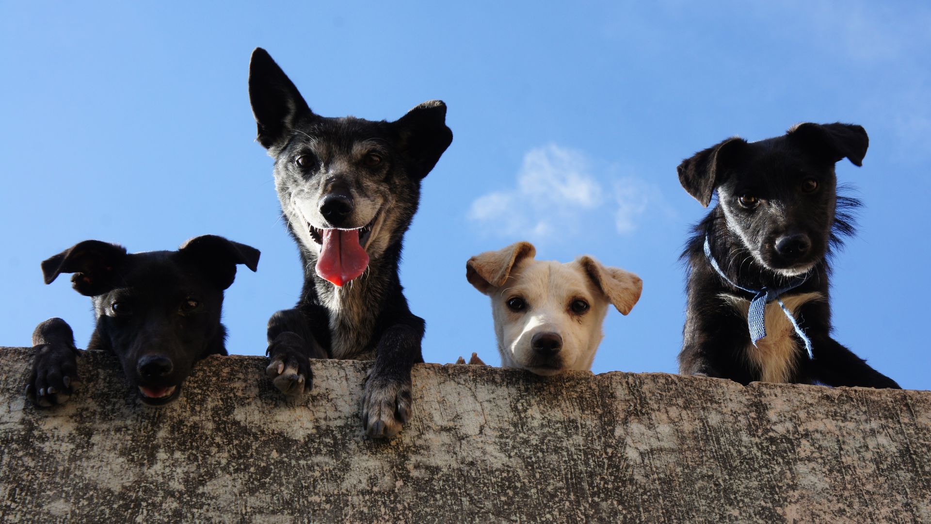 Dog community gathering