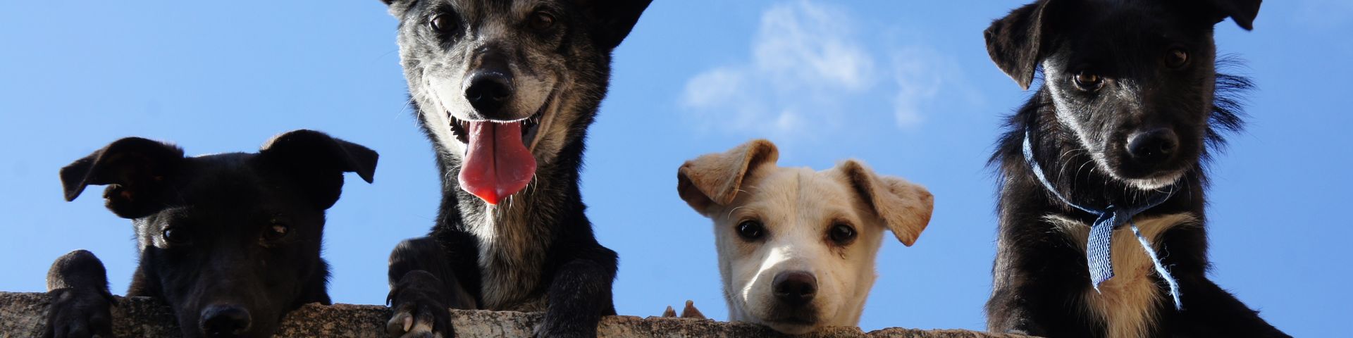 Cover photo for Philippine Circuit Dog Shows