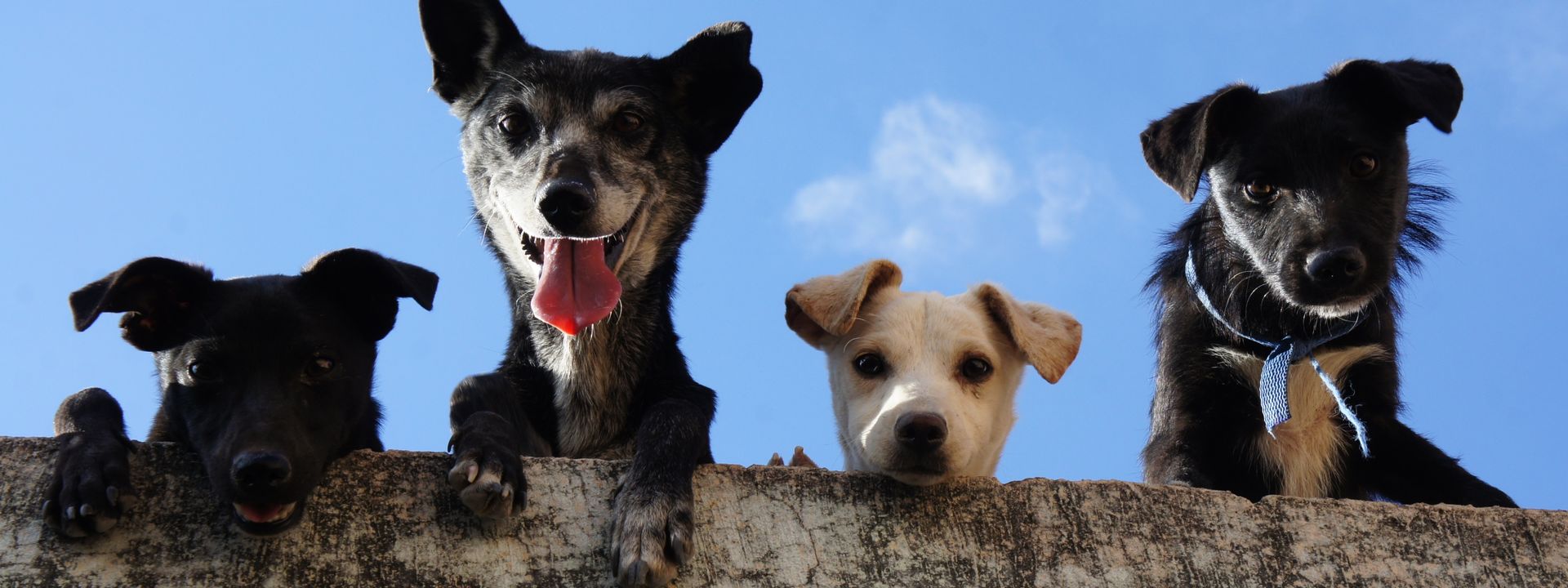 Outdoor community event with dogs