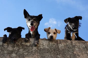 Black And White Short Coated Dogs 