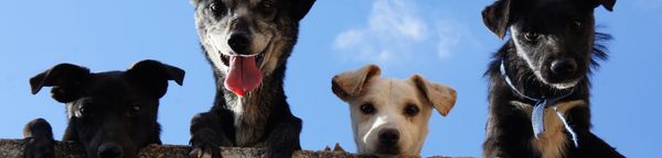 Outdoor community event with dogs