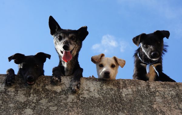 Europe Counts 306 Million Pets: What FEDIAF's Latest Figures Say About Pet Ownership