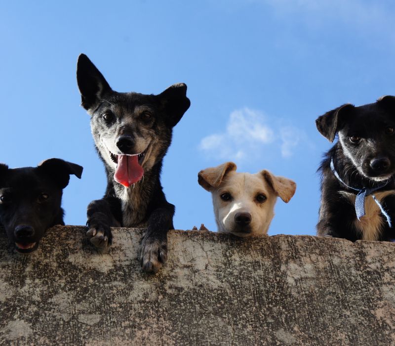 Dogs socializing